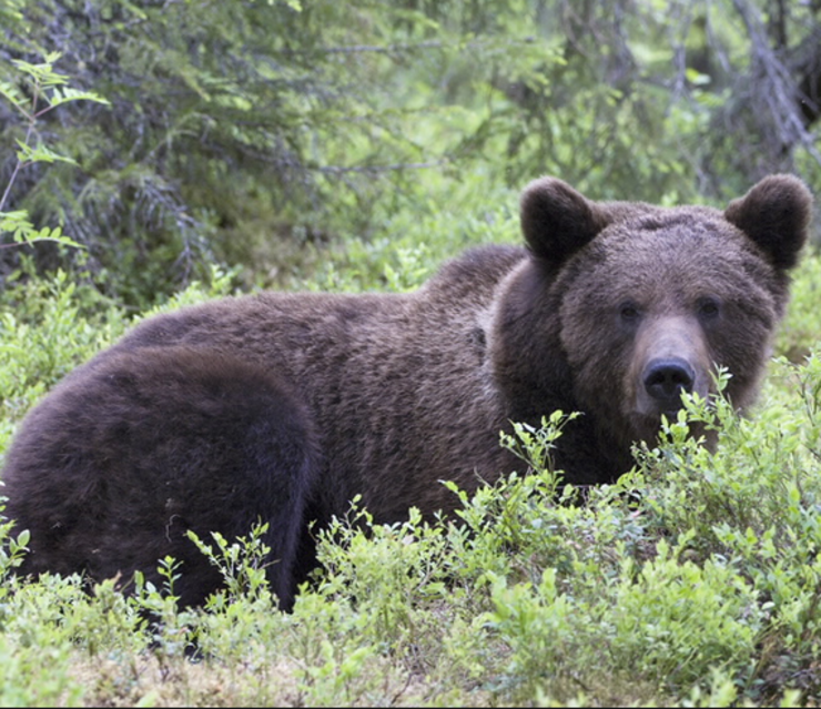 Queren preservar a vida do oso no Courel plantando 50.000 froiteiras
