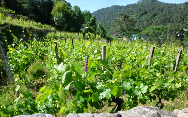 Os viticultores inscritos no rexistro da D.O.R.S. poden tramitar no Consello Regulador as axudas para reestruturación e reconversión da viña