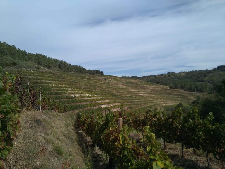 Problemas para ir ás viñas na Ribeira Sacra se o viticultor “non está en regra”