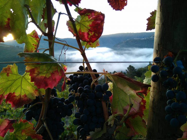 Ribeira Sacra afronta a primeira fin de semana oficial da vendima con 800.000 quilos de uva vendimados