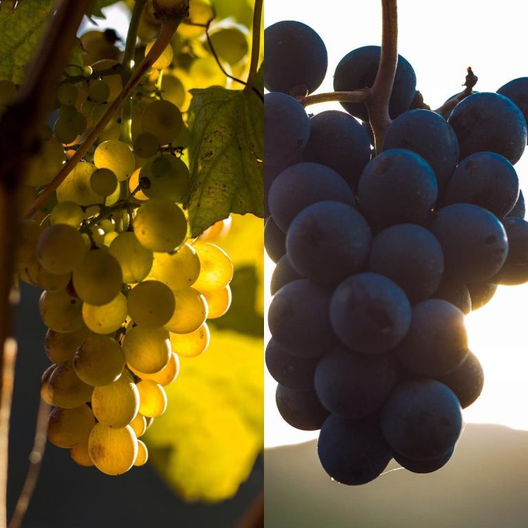 Ribeira Sacra supera xa os 6 millóns de quilos de uva recollidos
