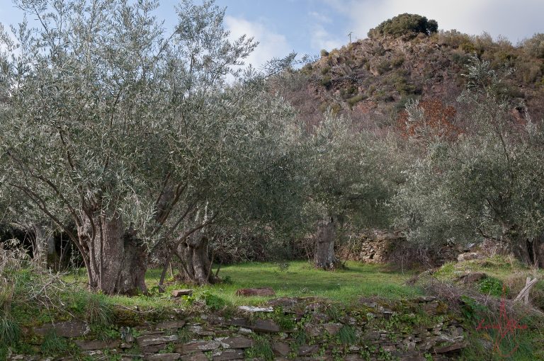 Impulso para a plantación de oliveiras na zona de Quiroga
