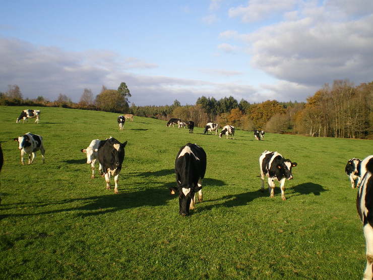 O 13 de outubro, curso en Monforte de xestión de explotacións de vacún de leite