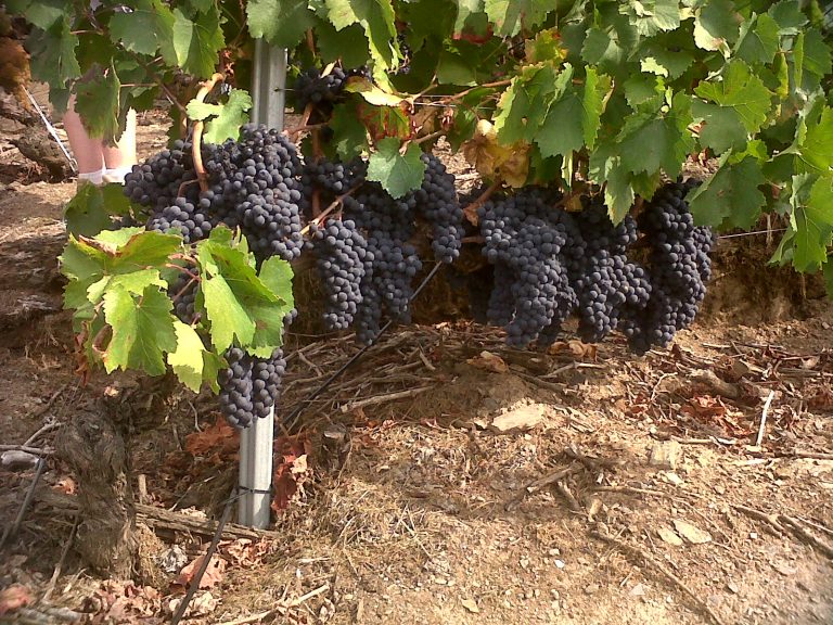 1,1 millóns de euros en axudas de reconversión do viñedo en Galicia