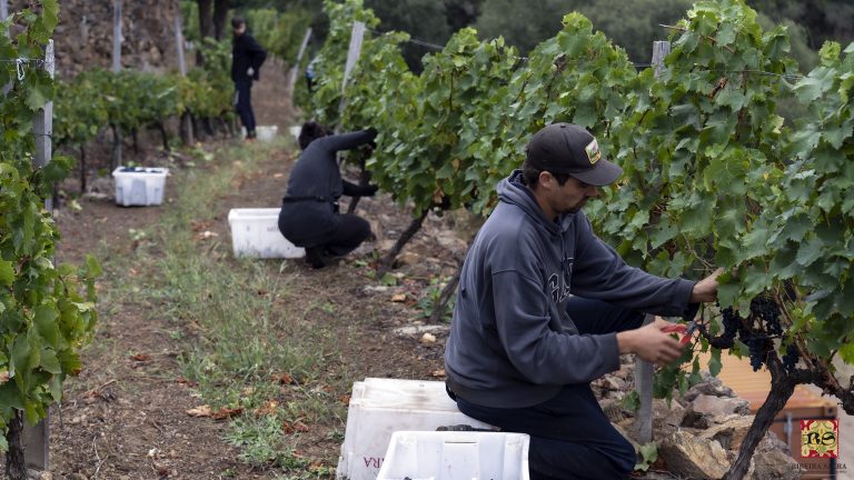 As axudas do Goberno central “deixan desprotexido” ao sector do viño galego