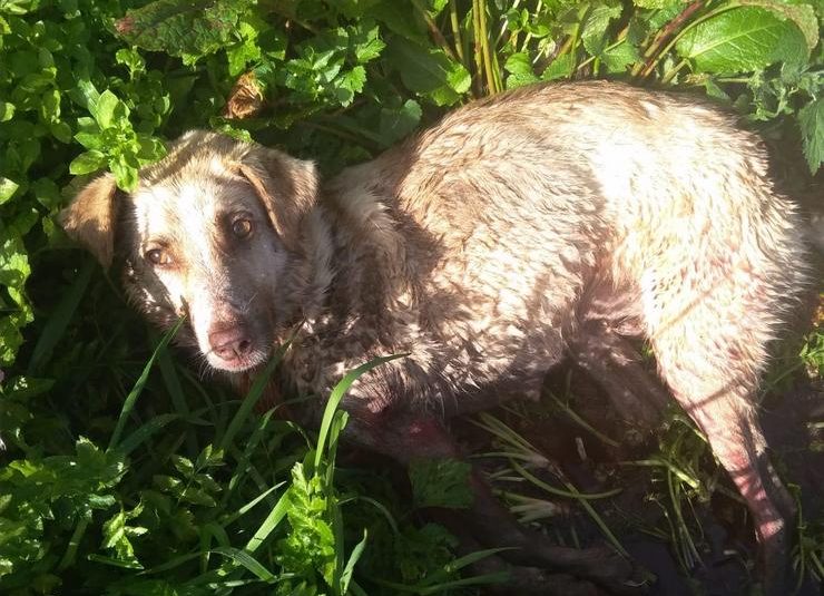 Os animalistas critican que os cazadores non compareceran no caso da cadela Alma