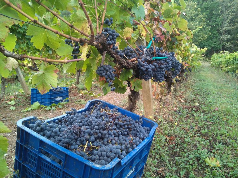 3 millóns de euros a 166 viticultores para reconversión varietal das viñas