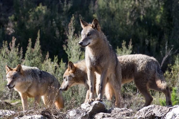 O sector gandeiro teme a impunidade do lobo para atacar as súas propiedades