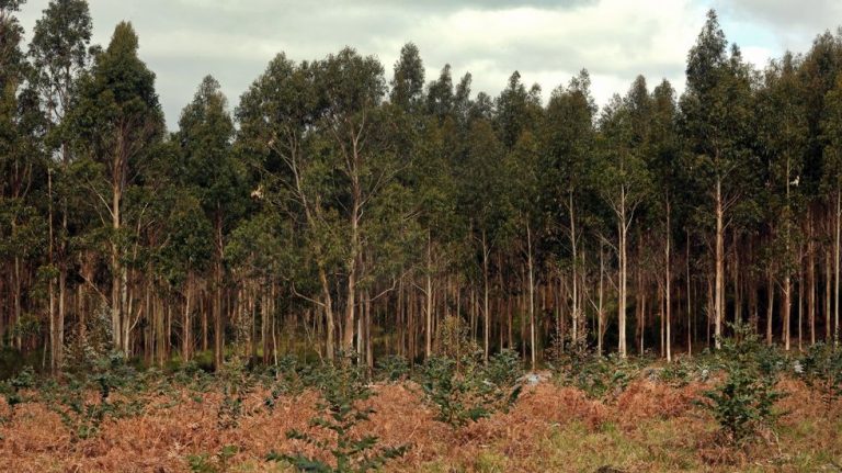 O distrito forestal Lugo-Sarria ingresou 19 millóns pola venda de madeira no 2020