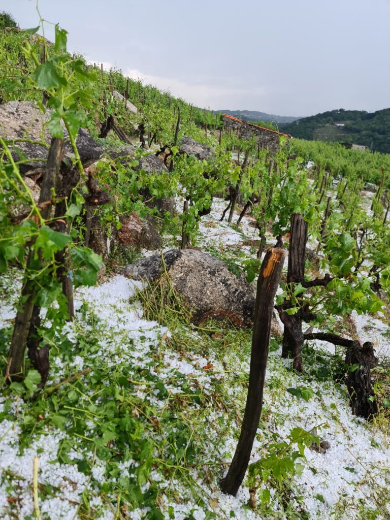 (Vídeo) Así estragou a treboada moitos viñedos da comarca
