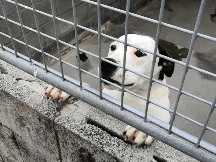 Libera propón crear un Rexistro Galego de Maltratadores de Animais