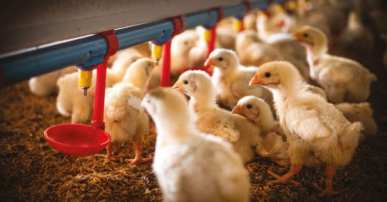 Xornada sobre a bioseguridade nas explotacións avícolas o día 16 en Sarria