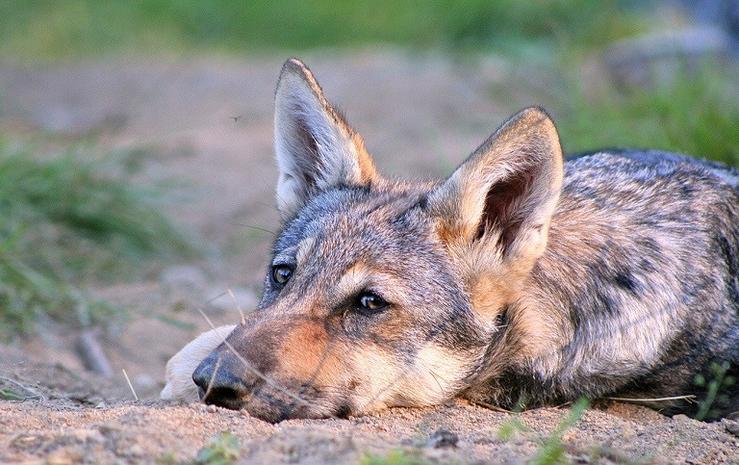 A xestión do lobo en Galicia, do mito á desprotección