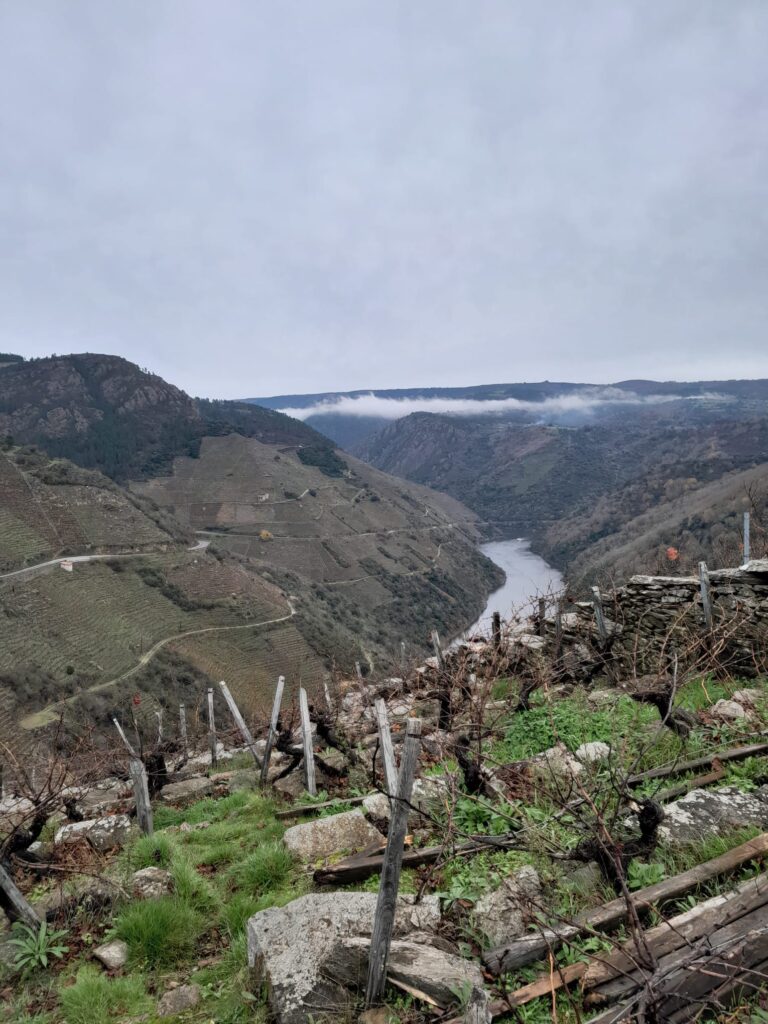 IGV demanda medidas “ante a crise de produtores de uva na Ribeira Sacra”