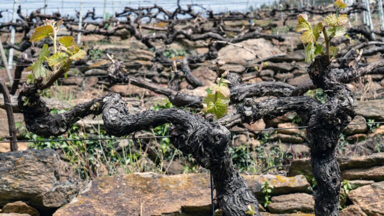 Axudas para a reconversión da viña e ‘Día do viño DO’