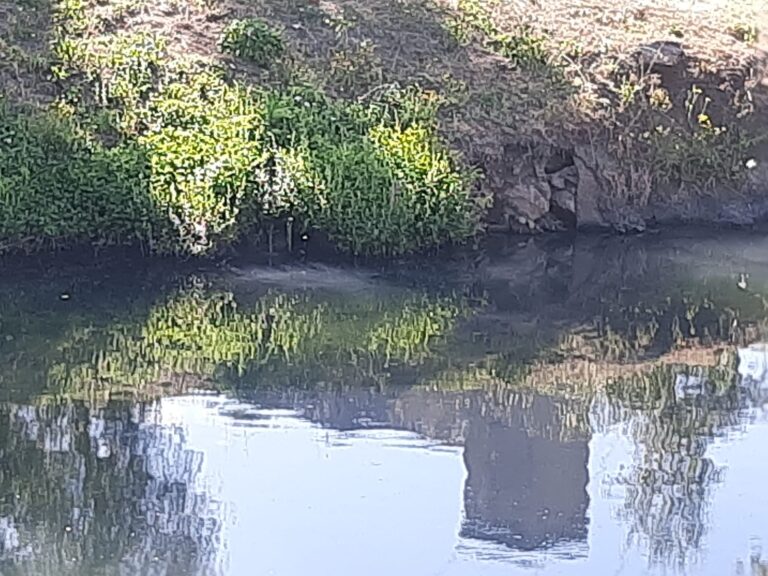 O BNG de Monforte alerta de verquidos e morte de peixes no Río Cabe