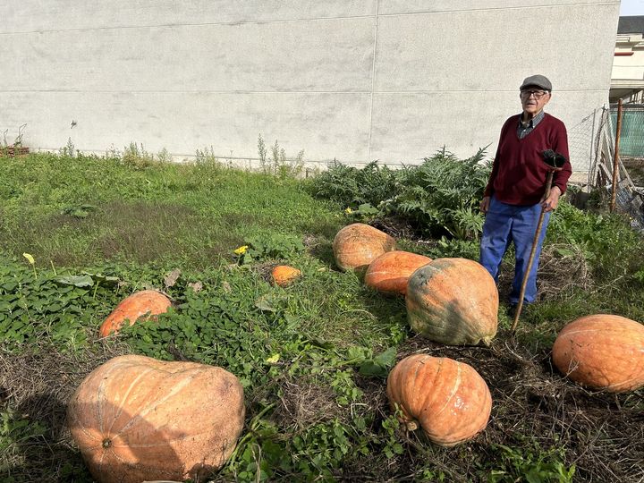 Cabazas de perto de 90 quilos en Quiroga