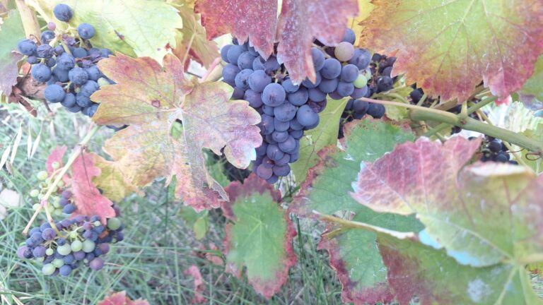 IGV apela a mobilizarse polo futuro da Ribeira Sacra