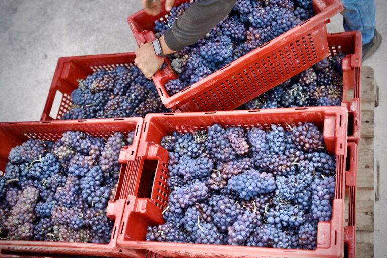 Primeiros datos da vendima na D.O. Ribeira Sacra