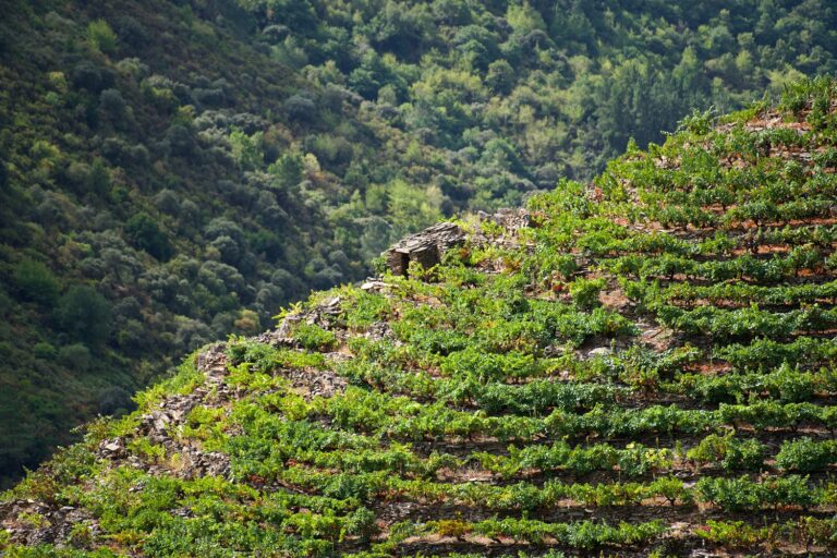Os viños da Ribeira Sacra triunfan no Mondial des Vins Extrêmes 2025