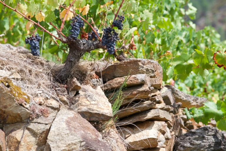 Case 4.600.000 quilos de uva vendimados na D.O. Ribeira Sacra