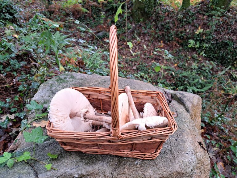 ‘Na procura de cogomelos’, nova actividade de Segredos de Pantón