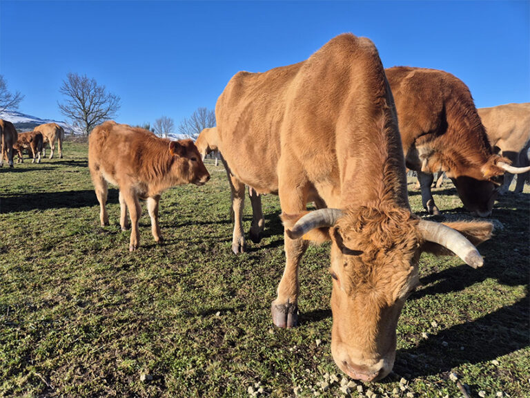 IGV denuncia que “o campo galego véndese aos lobbies en Bruxelas”