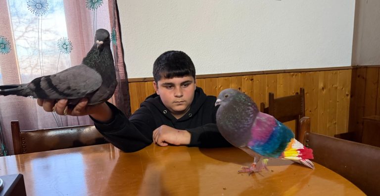 Un Campión Galego de Colombicultura en Bóveda, Salvador Pallares de 15 anos