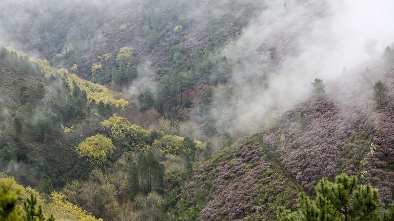 Courel Vivo leva a pleno actuar con urxencia ante as mimosas