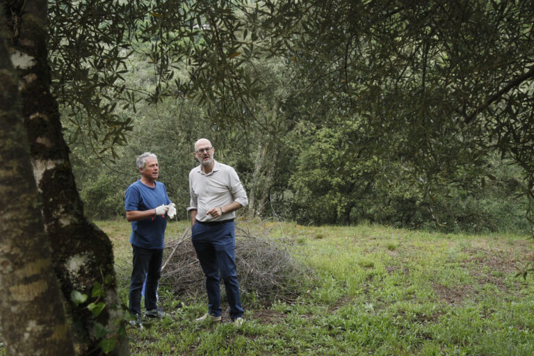 Impulso á mellora da calidade do aceite galego coa identificación e certificación de oliveiras autóctonas