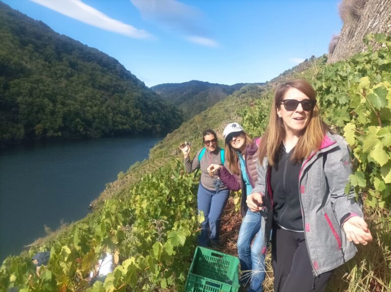 Volve o Viñobús Vendima á Ribeira Sacra do 6 ao 20 de setembro