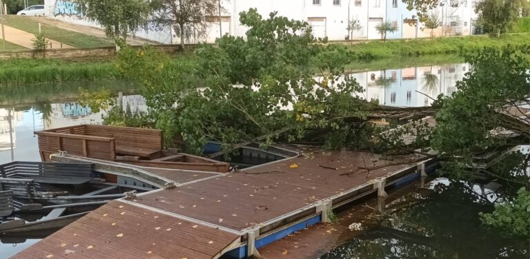 “Advertimos dunha situación de risco evidente e restáronlle importancia”, lembra o BNG de Monforte sobre a árbore caída no embarcadoiro do Parque dos Condes